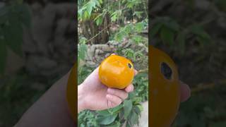 Crispy persimmon looks so deliciousviralvideo fruit fruitcutting shortvideo amazing [upl. by Hajidahk]