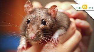 5 Fascinating Facts About Rats [upl. by Critta]