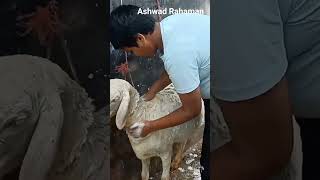 পিওর তুরকি দুম্বা পিয়োর গোলাপি 🐑🐑🐑🐑🐑🐑 [upl. by Louls417]