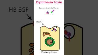 Diphtheria toxin mode of action toxins diphtheria animation [upl. by Yenohtna428]