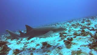 2022 Cozumel Reef Dive with Scuba Du [upl. by Gloriane]