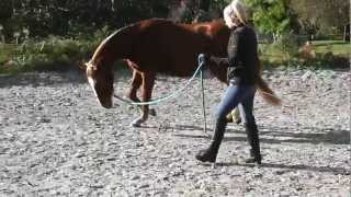 Holistic Horse Solutions Lunging head downstretching over the back with young horse [upl. by Ardeid]