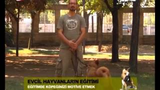 Chow Chow  Ev Köpekleri Eğitimi [upl. by Teage]