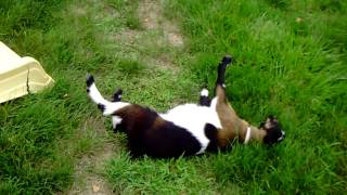 Fainting Goat  Das fallende Zieglein [upl. by Riek]