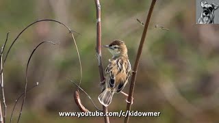 Bird Call ZITTING CISTICOLA Singapore [upl. by Eirene]