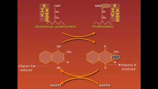 Warfarin animation [upl. by Domineca]