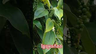 Kampot pepper fruitfarming agriculture nature farming [upl. by Taimi]