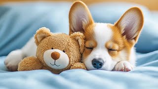 Healing Music for Dogs  Separation Anxiety Relaxing Music  Relaxing Music [upl. by Crabb]