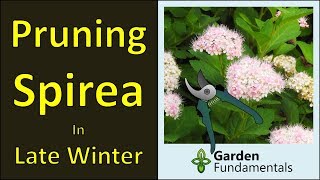 Pruning Spirea Shrubs winter prune for more flowers [upl. by Aikemot460]