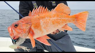 Nonstop Shallow Water Light Tackle Rockfish in California 103 Fish Caught [upl. by Fi]