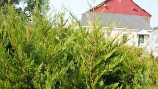 Leyland Cypress is a very Fast Growing Plant [upl. by Ailhat982]