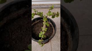 Jade plant propagation repotting jadeplant propagation plants youtubeshorts [upl. by Biddick]