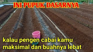 PUPUK DASAR CABAI MERAH KERITING YANG BENAR  TIGA PUPUK INI MEMBUAT CABAI CEPAT SUBUR [upl. by Llig305]