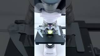 Egg under the microscope🔬trending viralshort [upl. by Hsak]