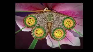 reproduction in flowering plants class 12 in 3D animation complete chapter in one short [upl. by Yentruok546]