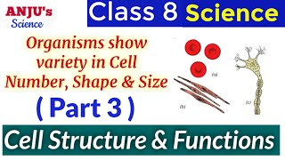 Part 3 Organisms show Variety in Cell Number Shape and Size  Science Class 8 Chapter 8 Cell [upl. by Frida589]