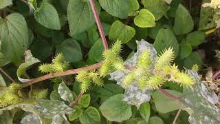 Xanthium italicum [upl. by Manda]