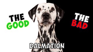 DALMATIAN  PROS amp CONS [upl. by Ahselyt]