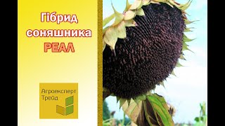 Соняшник Реал 🌻 опис гібриду 🌻  насіння в Україні [upl. by Suilenrac]