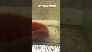 Live tubifex worms [upl. by Anatsirhc400]