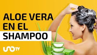 ¿Qué beneficios tiene agregar aloe vera al shampoo [upl. by Seidel393]