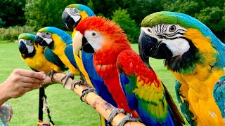 5 Pet Macaw Parrots In Free Flight  Primrose Hill  London [upl. by Liba]