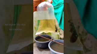 Betta fish breeding pairs shipping anakapalli 💙💙 akaquatelugu bettafish bettathailand betta [upl. by Leiuqese]