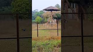 Vandalur zoo Vandalur zoo Wild animals manasilayo Thalapathy 69 [upl. by Keiryt586]