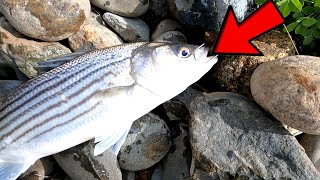 Striped bass Fishing Technique on the Sacramento river [upl. by Grieve]