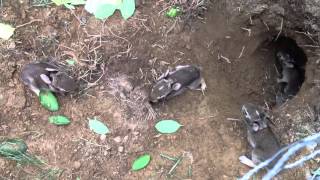 Feeding amp Raising Rescued Wild Baby Bunnies 3 [upl. by Yelsnya]