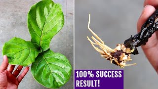 Most EASIEST Way To Propagate Fiddle Leaf FIG [upl. by Ahsap]