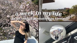 STUDYING ABROAD in KOREA 🇰🇷 a week in my life what i eat strawberry party 🍓 kaist vlog 🌸 ep 10 [upl. by Eemak]