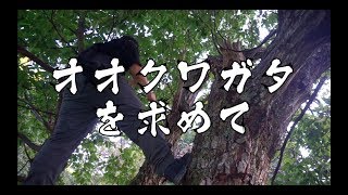 プロが教えるクワガタの捕り方【オオクワガタを求めて編】 [upl. by Ettenirt153]