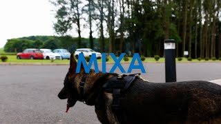 AampT Trained Dogs  Mixa [upl. by Leoni]