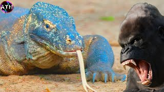 Komodo Dragon vs Gorilla  Who Would Win Facts and Information about Komodo Dragon amp Gorilla [upl. by Postman]