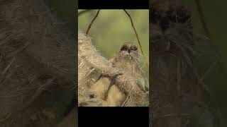 Penduline tit is building his amazing nest shorts [upl. by Jard]