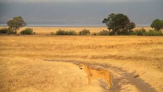 Abercrombie amp Kent Luxury Safari Ngorongoro Crater Tanzania [upl. by Chappie949]