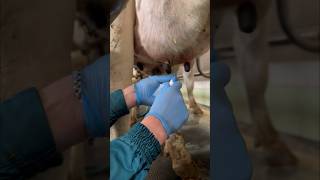 INFECTION OF THE COWS UDDER BY BACTERIA THAT PRODUCES MILK cowvideos [upl. by Hilaire431]