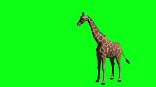 Giraffe the tallest land perspective right 4k green screen [upl. by Enidlareg]