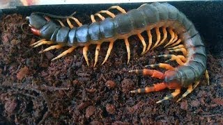 Brazilian giant centipede S v viridicornis [upl. by Yhcir]