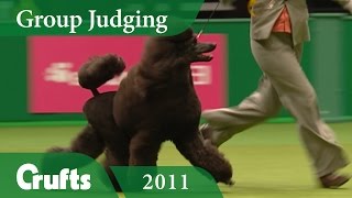 Standard Poodle wins Utility Group Judging at Crufts 2011  Crufts Dog Show [upl. by Shum]