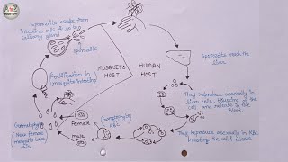 How To Draw Life Cycle of Plasmodium  Malaria Parasite Life Cycle [upl. by Attemaj]