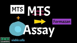 mts Assay  Cell Proliferation Assay  MTS Cell Viability Asaay [upl. by Cyprian377]