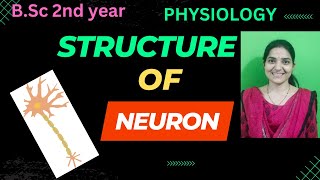 Structure of Neuron BSc 2nd yearNervous tissuenervoussystem [upl. by Lubow]