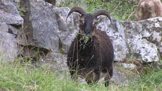 Soay Sheep  The British Mammal Guide [upl. by Naginnarb]