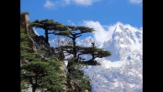 Deodar cedar Deodara cedrus Himalayan cedar quot Timber of the Godsquot Earths Most graceful tree [upl. by Johnstone468]