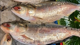 Delicious Big Hilsa Fish Cutting Skills Live In Fish Market  Fish Cutting Skills [upl. by Lemire96]