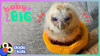 Owl Babies Learn To Fly For The First Time  Dodo Kids  Baby 2 Big [upl. by Lobel500]