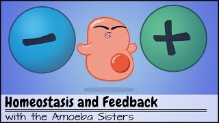 Homeostasis and NegativePositive Feedback [upl. by Nessaj295]