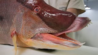 The Weight of this Massive Hogfish will BLOW YOUR MIND [upl. by Eboh]